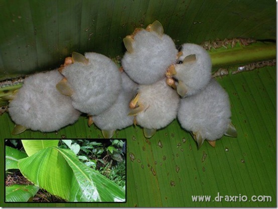 Drax: Morcego branco de Honduras. Bonitinho, mas é morcego…